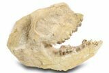 Fossil Oreodont (Merycoidodon) Partial Skull - South Dakota #300014-2